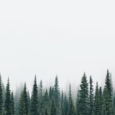 a forest filled with lots of green trees covered in fog and mist on a cloudy day