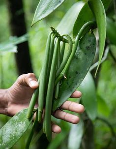 a person is holding some green beans in their hand while they are on the plant