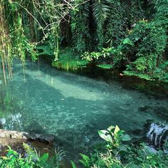 a river surrounded by lush green trees and plants