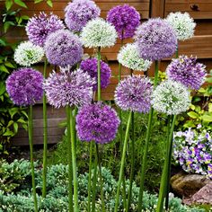 purple and white flowers are growing in the garden