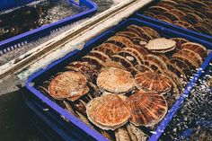 many different types of seashells on display in trays at an outdoor market