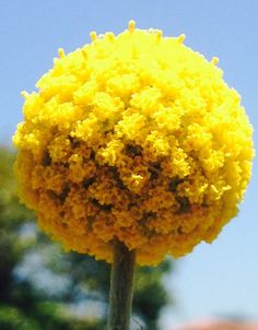 a yellow flower in front of a blue sky with trees behind it and buildings on the other side