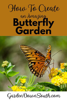 a butterfly sitting on yellow flowers with the words how to create an amazing butterfly garden