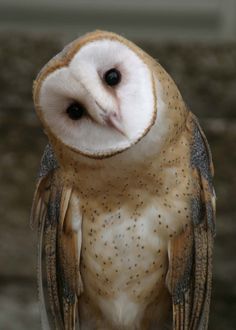 an owl sitting on top of a wooden table