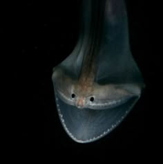 an animal that is sitting on top of a shoe in the dark with it's eyes open