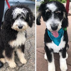 two dogs are sitting on the sidewalk and one is wearing a blue bandana while the other has a black and white dog