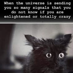 a black cat looking up at the camera with a caption below it that reads, when the universe is sending you so many signals that you do not know if you are enlightened or totally crazy