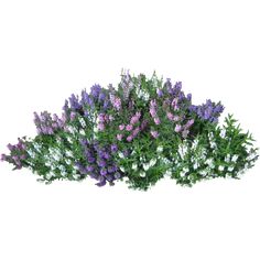 purple and white flowers are in the middle of some green plants on a white background