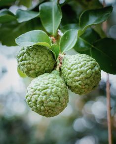 three green fruits hanging from a tree branch