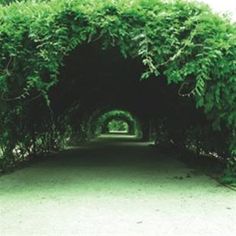 a tunnel made out of trees and bushes