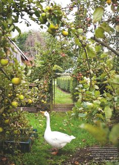 an image of a white duck in the apple tree's fruit garden with apples