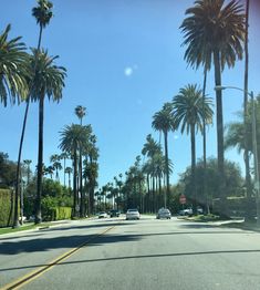 palm trees line the street as cars drive down it