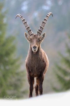 an animal with long horns standing in the snow