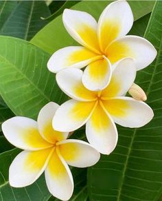 three white and yellow flowers with green leaves