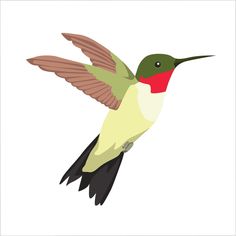 a hummingbird flying with its wings spread