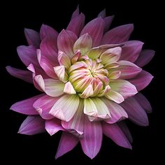 a pink and white flower on a black background