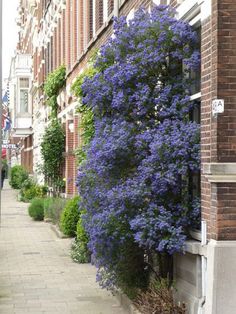 purple flowers growing on the side of a brick building next to a sidewalk and trees