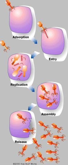 the stages of an insect's life cycle, including reproduction and reproductional development