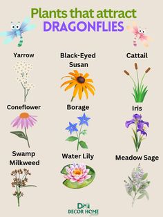 the different types of plants that attract dragonflies