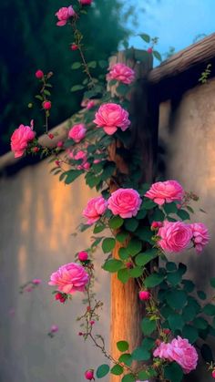 pink roses growing on the side of a building