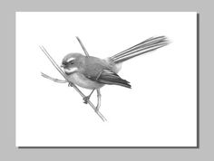 a pencil drawing of a bird sitting on a twig with its wings spread out