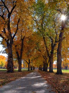 the sun shines brightly through the trees in an autumn park