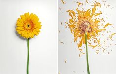 two yellow flowers are in vases on the same side, one is wilting