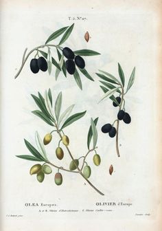 an illustration of olives on a branch with leaves