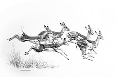 an ink drawing of four deer leaping in the air