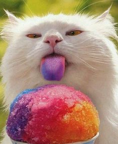 a white cat with its tongue sticking out and holding an ice cream ball