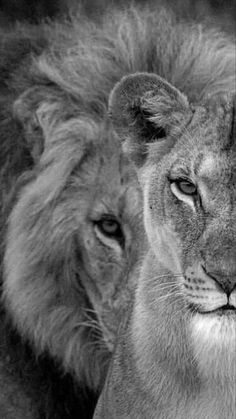 black and white photo of two lions facing each other with their faces slightly to the side