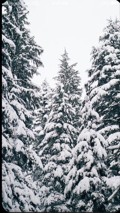 snow covered trees in the middle of winter