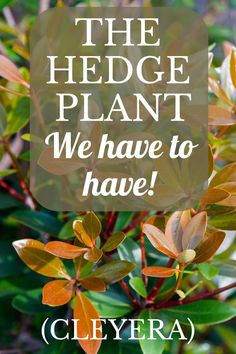 the hedge plant, we have to have cleyra in it's leaves