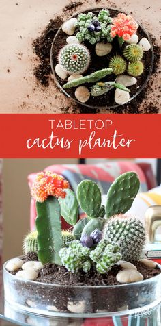 a table top cactus planter with rocks and succulents in the center