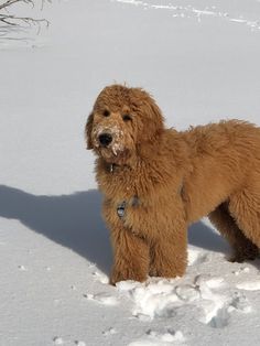 a brown dog standing in the snow