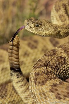 a large brown snake with its tongue sticking out