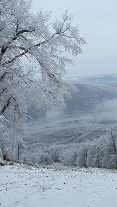 a snowy landscape with trees in the foreground and mountains in the distance, on a foggy day