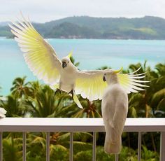 two white birds standing on top of a balcony next to trees and the ocean in the background