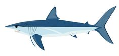 a blue and white striped shark on a white background