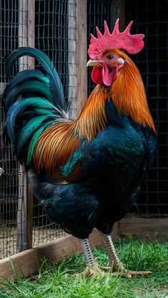 a rooster standing in the grass next to a fence