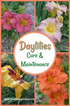 four different flowers with the words daylilies care and maintenance written in green letters