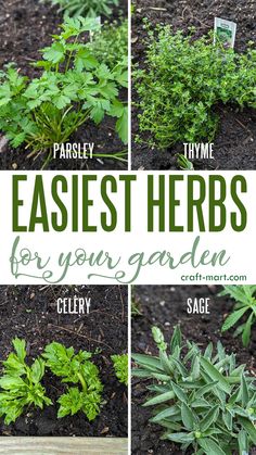 different types of herbs growing in the garden with text overlay that reads, easyest herbs for your garden