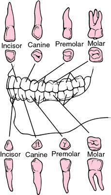 Crown Types, Health Baking, Dental Assistant Study Guide, Dental Assistant School, Teeth Eruption, Dental Hygienist School, Dental Hygiene Student, Wisdom Tooth