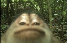 a blurry photo of a monkey's face in the woods