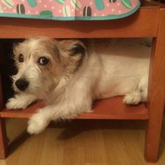 a small dog laying under a wooden table