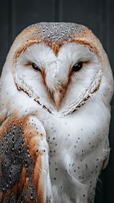 an owl with white and brown feathers sitting on top of a wooden table next to a black wall