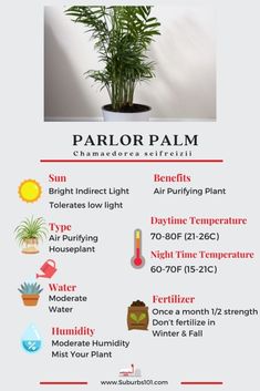 a poster with some plants and other things to see in the photo, including an air purifying plant