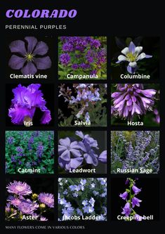 an image of flowers with the names of them