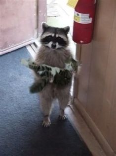 a raccoon standing in front of a door wearing a lei and looking at the camera