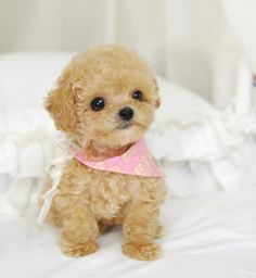 a small brown dog wearing a pink bandana on top of a white bedding